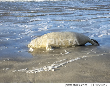 Dead seal lying on Narin beach by Portnoo - County Donegal, Ireland. 112054047