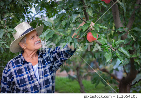 Orchard farmer admiring apple harvest 112054103