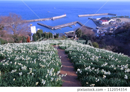 Japanese daffodil flower opening (Iyo City, Ehime Prefecture) Japanese daffodil flower opening (Iyo City, Ehime Prefecture) 112054354