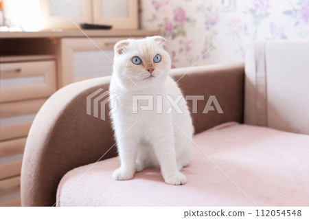 Elegant white Scottish Fold cat with blue eyes sitting on a pink sofa. 112054548