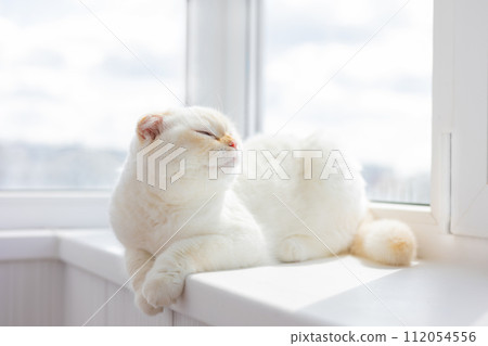 Serene white Scottish Fold cat basking in sunlight on windowsill. Serene white Scottish Fold cat basking in sunlight on windowsill. 112054556