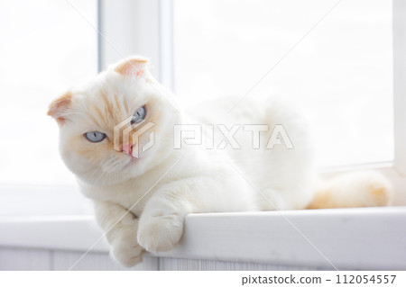 White Scottish Fold cat with striking blue eyes resting on windowsill on sun day. National cat day. White Scottish Fold cat with striking blue eyes resting on windowsill on sun day. National cat day. 112054557