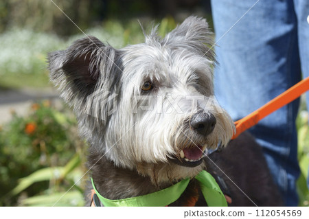 mixed-breed dog on a lead, portrait 112054569