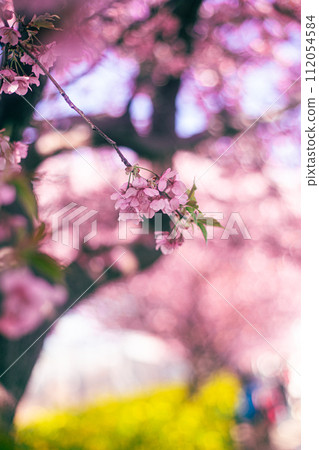 Kawazu cherry tree 112054584
