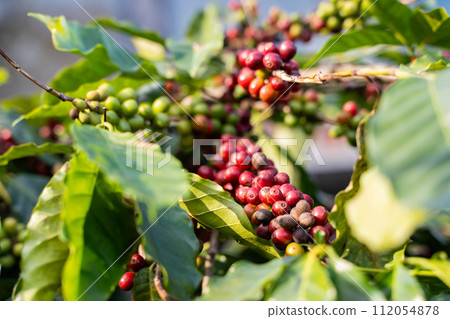 fresh coffee cherry on the coffee tree,coffee fresh coffee cherry on the coffee tree,coffee 112054878