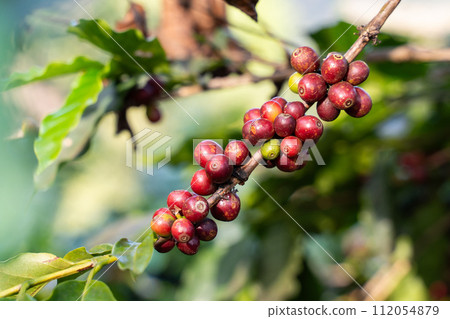 fresh coffee cherry on the coffee tree,coffee fresh coffee cherry on the coffee tree,coffee 112054879