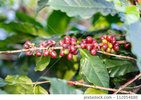 fresh coffee cherry on the coffee tree,coffee fresh coffee cherry on the coffee tree,coffee 112054880