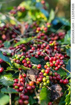 fresh coffee cherry on the coffee tree,coffee fresh coffee cherry on the coffee tree,coffee 112054886