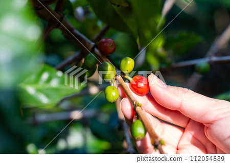 fresh coffee cherry on the coffee tree,coffee 112054889