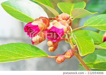 紅色杜鵑花(冬季,二月) 紅色杜鵑花(冬季,二月) 112054898