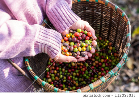 harvest coffee beans from the coffee farm,coffee harvest coffee beans from the coffee farm,coffee 112055035