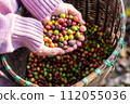 harvest coffee beans from the coffee farm,coffee 112055036