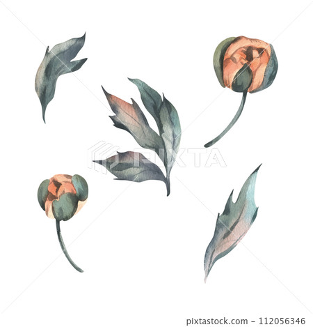 Flowers, peony buds in peach fuzz, orange, red, coral with stem and leaves, beautiful, retro styled. Hand drawn watercolor illustration. Set of elements isolated from background. 112056346