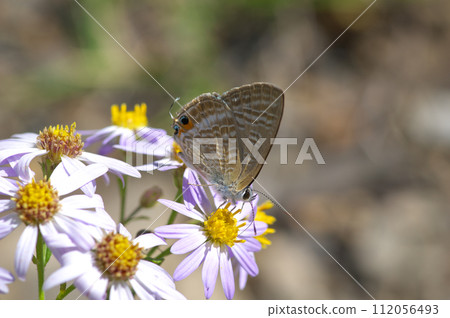 烏拉納米蜆棲息在錫安之花上 112056493