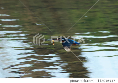 一隻翠鳥嘴裡叼著魚飛過水面 一隻翠鳥嘴裡叼著魚飛過水面 112056547