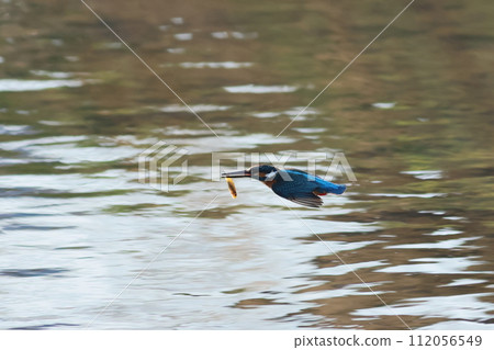 一隻翠鳥嘴裡叼著魚飛過水面 一隻翠鳥嘴裡叼著魚飛過水面 112056549