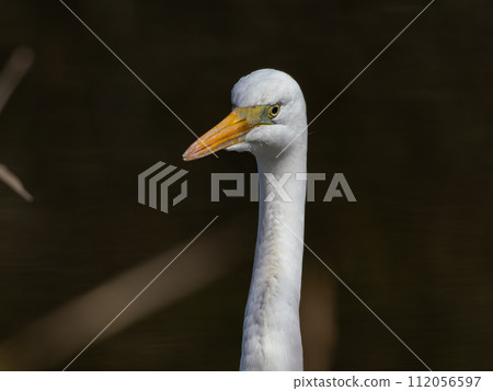 Close up of great egret Close up of great egret 112056597
