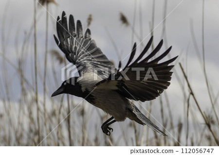 bird closeup in the sky with wings spread bird closeup in the sky with wings spread 112056747