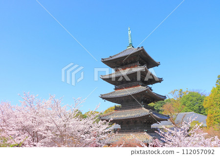 Scenery of cherry blossoms in full bloom and the five-storied pagoda of Yagotoyama Koshoji Temple, Nagoya City, Aichi Prefecture Scenery of cherry blossoms in full bloom and the five-storied pagoda of Yagotoyama Koshoji Temple, Nagoya City, Aichi Prefecture 112057092