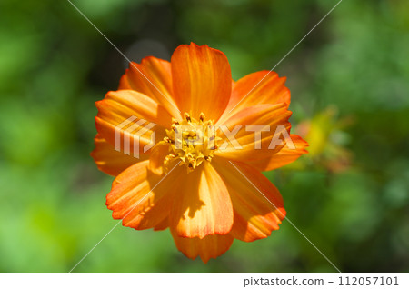 初秋盛開的 Kibana 波斯菊 初秋盛開的 Kibana 波斯菊 112057101