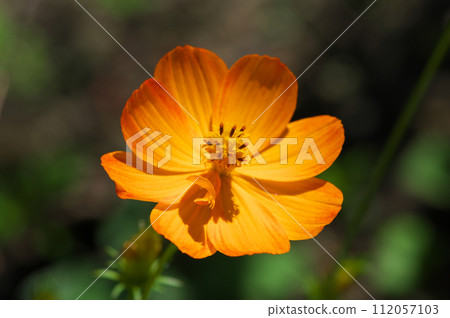 初秋盛開的 Kibana 波斯菊 初秋盛開的 Kibana 波斯菊 112057103