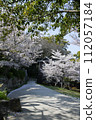 Scenery with cherry blossoms 112057184