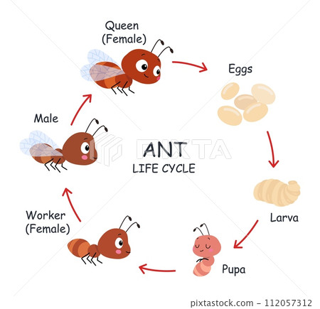 Ant life cycle poster for children. Step by step stages of insects growth. Eggs, pupa, larvae and adults. Cartoon ants develop, nowaday vector info Ant life cycle poster for children. Step by step stages of insects growth. Eggs, pupa, larvae and adults. Cartoon ants develop, nowaday vector info 112057312