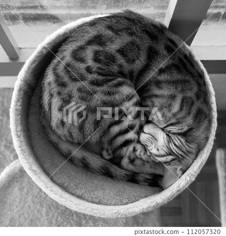 Nyanmonite 112057320