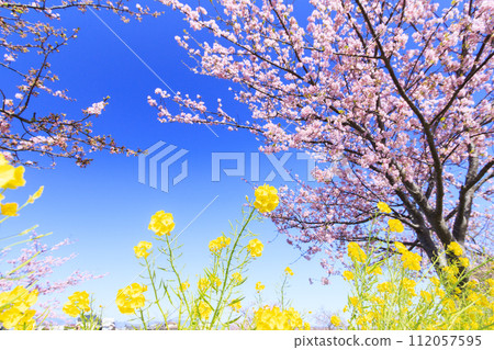 Kasamatsu Kawazu Sakura Road Kasamatsu Kawazu Sakura Road 112057595