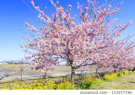 Kasamatsu Kawazu Sakura Road Kasamatsu Kawazu Sakura Road 112057596