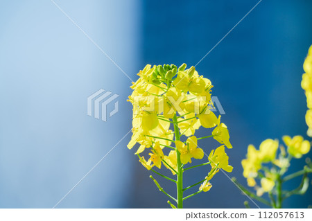 美麗的油菜花和鶯在日本花園裡綻放 112057613