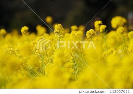 Beautiful rape blossoms and warblers blooming in a Japanese garden 112057631