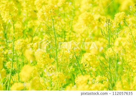 Beautiful rape blossoms and warblers blooming in a Japanese garden 112057635
