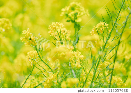 Beautiful rape blossoms and warblers blooming in a Japanese garden 112057688