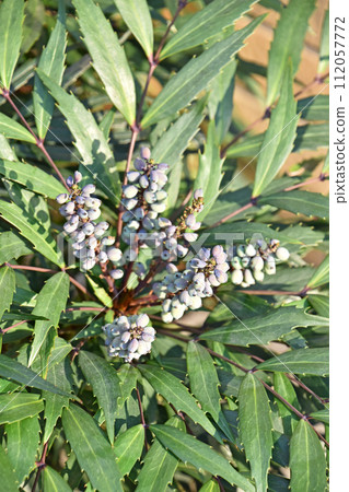 Hosoba holly nanten (Hosoba holly nanten) 112057772