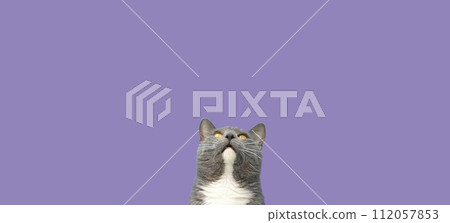 Cat Banner. Happy Feline Looking Up. Surprised Adorable Gray Cat with Silly Face on Color Studio Background. Poster Placard Design Horizontal. Copy Space for Text, Logo. For Ad Promo. Goods For Pets 112057853