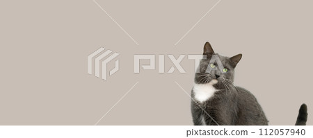 Cat Banner. Happy Feline Looking Up. Surprised Adorable Gray Cat with Silly Face on Color Studio Background. Poster Placard Design Horizontal. Copy Space for Text, Logo. For Ad Promo. Goods For Pets Cat Banner. Happy Feline Looking Up. Surprised Adorable Gray Cat with Silly Face on Color Studio Background. Poster Placard Design Horizontal. Copy Space for Text, Logo. For Ad Promo. Goods For Pets 112057940