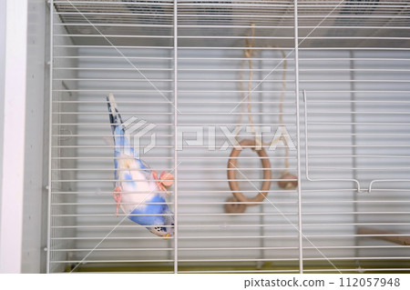 Budgie. Budgerigar. Funny blue purple parakeet looks around. Cute violet budgie having fun, climbing and playing inside the white cage at home. A tamed bird. Pet parrot. High quality 4k footage 112057948