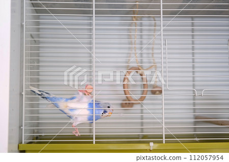 Budgie. Budgerigar. Funny blue purple parakeet looks around. Cute violet budgie having fun, climbing and playing inside the white cage at home. A tamed bird. Pet parrot. High quality 4k footage 112057954