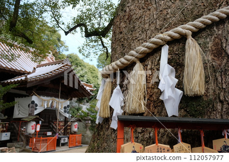 廣島縣尾道市:天滿宮的聖樹,供奉參加入學考試的學生的祈願牌 廣島縣尾道市:天滿宮的聖樹,供奉參加入學考試的學生的祈願牌 112057977