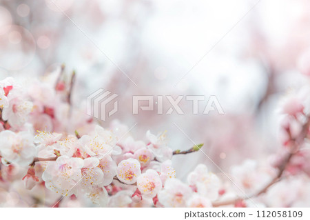 Cherry blossom  flower in spring for background or copy space for text 112058109
