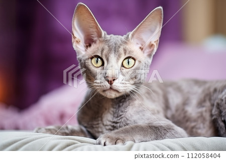 Devon Rex short hair cat breed known for its tall ears and sphynx look Devon Rex short hair cat breed known for its tall ears and sphynx look 112058404