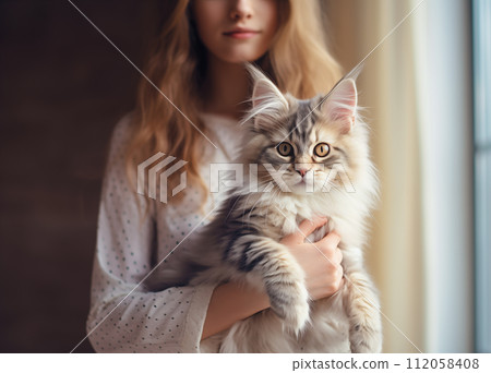 Popular Maine Coon playful kitten cat breed 112058408