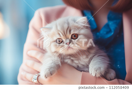 Woman holds and hugs popular Persian playful kitten cat breed 112058409