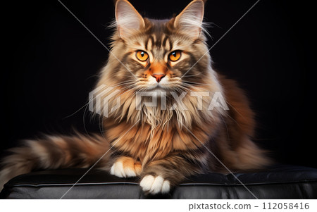 Popular Maine Coon playful kitten cat breed 112058416