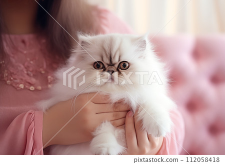 Popular Persian playful kitten cat breed 112058418