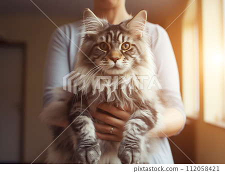 Popular Maine Coon playful kitten cat breed Popular Maine Coon playful kitten cat breed 112058421