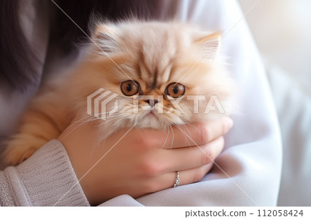 Popular Persian playful kitten cat breed Popular Persian playful kitten cat breed 112058424