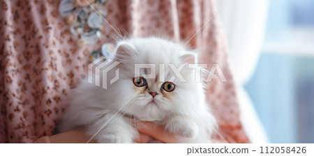 Popular Persian playful kitten cat breed 112058426