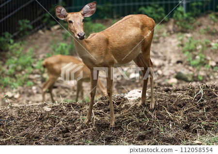 The female deer in garden at thailand 112058554